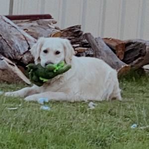 Meet your Posher, Ash